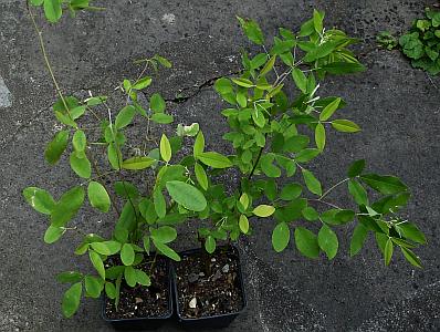 Campylotropis_macrocarpa_Lespedeza_thunbergii.jpg
