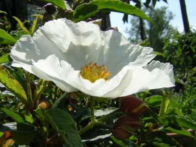C.Aquilarii.JPG