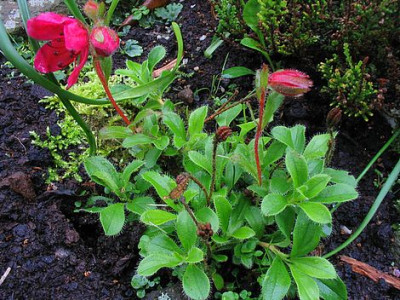 Rhododendron_camtschaticum_2006_.jpg