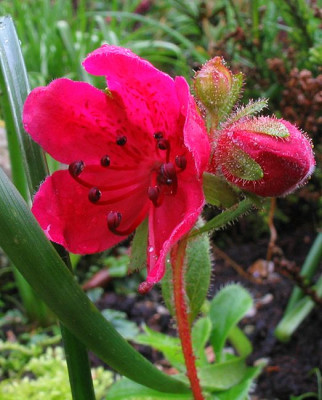 Rhododendron_camtschaticum_2006__2.jpg