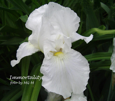 Imgp6267-Immor.jpg