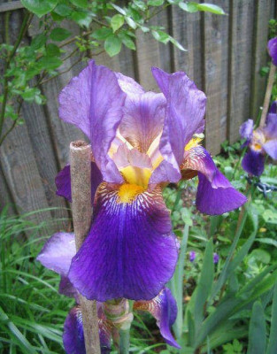 Tatos_Iris1a.jpg