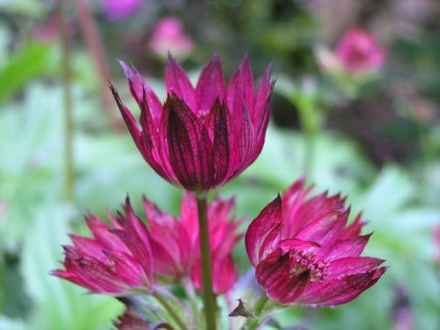 Astrantia_Claret_300506_k.jpg