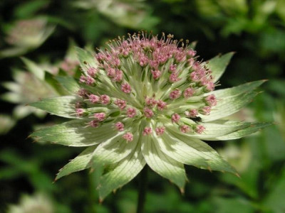 Astrantia_Buckland_300506.jpg