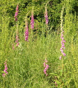 Digitalis22.jpg