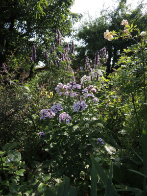 Garteneinblick83.JPG