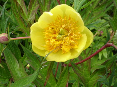 Paeonia_lutea_ssp._lutea_2_Groenveranderung.JPG