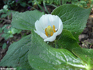 Podophyllum_peldatum_2006_1.jpg