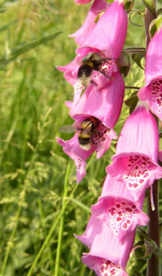 Digitalis24.jpg