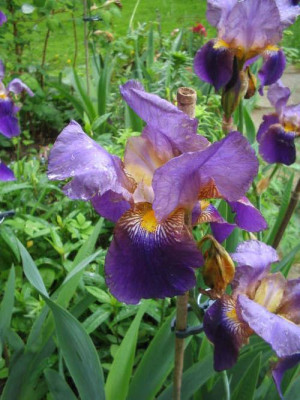 Tatos_Iris2.jpg