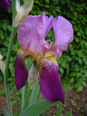 Iris_-_unb._1.jpg
