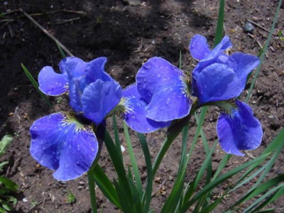 Iris_-_unb._3.jpg