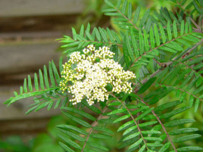 P1040259k4.JPG