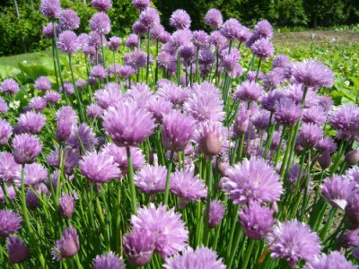 Allium_schoenoprasum.jpg