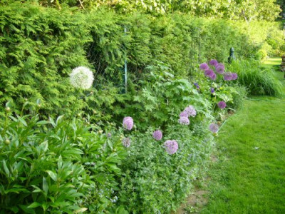 Allium-Border.jpg