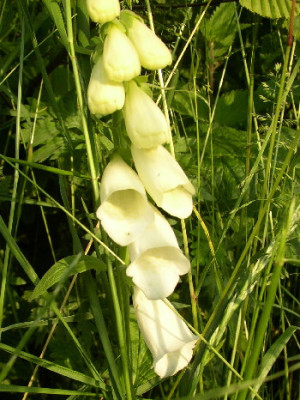 digitalis25.jpg