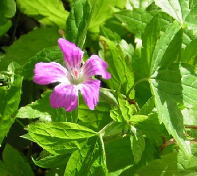 C_Geranium_nodosum.jpg