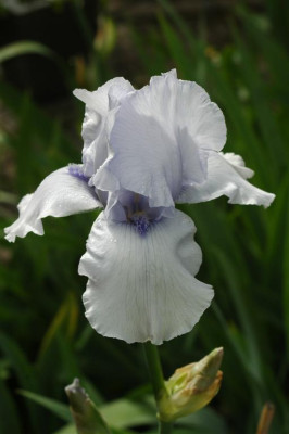 2006H825_Large.JPG
