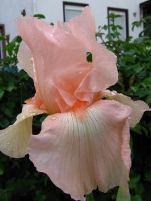 Perle_Rose.jpg