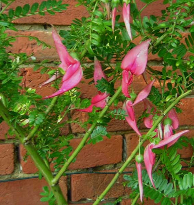 77Clianthus_puniceus_F06.jpg