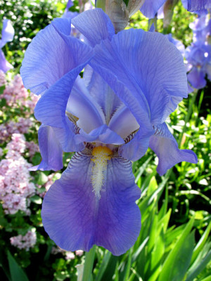 St_Irishellblau2.jpg