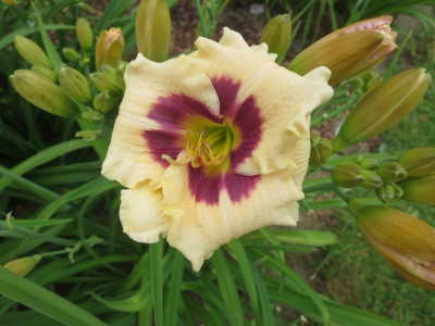 'Sachsen Ruffled Ball'_2418.jpg