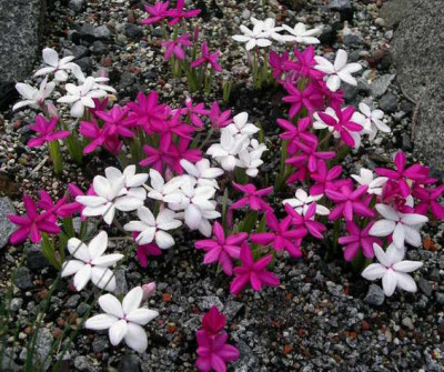 Rhodohypoxis_baurii__2006-05-30.JPG