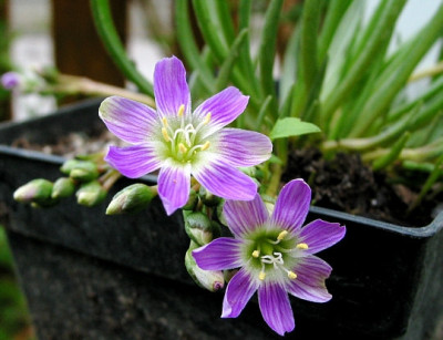 St_Lewisia_pygmea.jpg