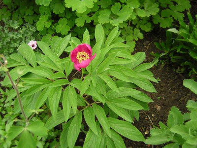 77Paeonia_off_F1205.jpg