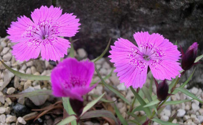 Dianthus_callizonus_2006-05-30.JPG
