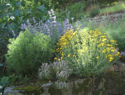 Eriophyllum_lanata_20060530_02.jpg