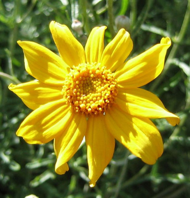 Eriophyllum_lanata_20060530_03.jpg