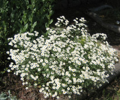 Tanacetum_parthenium_20060530.jpg