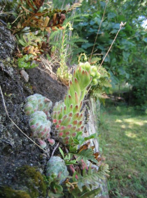 Sempervivum_ciliosum_20060530.jpg