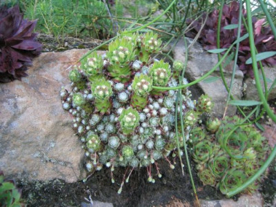 Sempervivum_arachnoideum_20060530_03.jpg