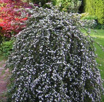 Cotoneaster_dammeri.jpg