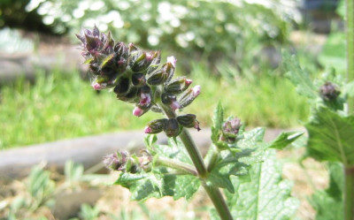 Salvia_verbenaca_20060530.jpg