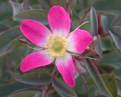 Rotblatt-Rose_Glauca_T_26856.jpg