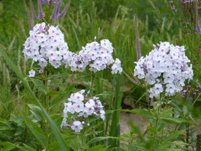 2015-07-21 Phlox ’Ingeborg från Nybro’.jpg