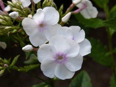 2015-07-21 Phlox 'Laubenpieper'.jpg