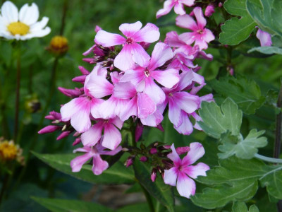 2015-07-21 Phlox 'Miss Elie'.jpg