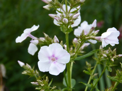 2015-07-21 Phlox 'Omas Jugendzeit'.jpg