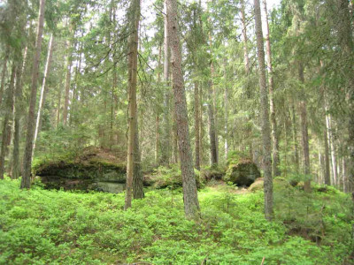 waldsteine.jpg