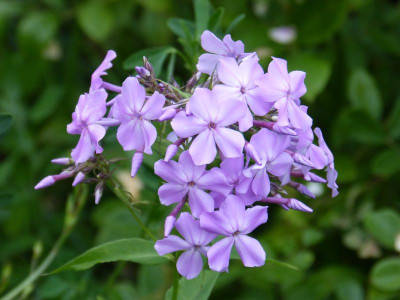 2015-07-21 Phlox 'Ruotsinpyhtää'.jpg