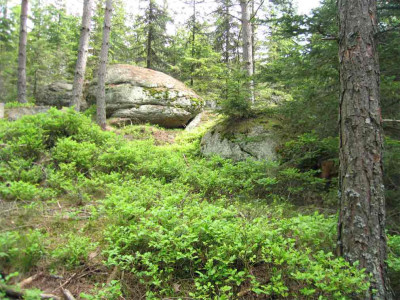 waldsteine3.jpg