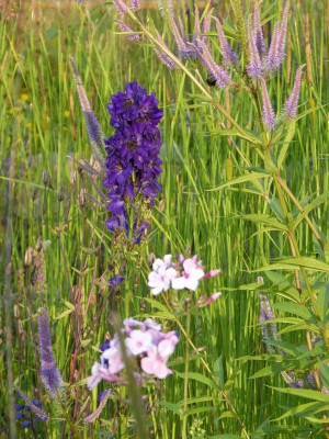 2015-07-21 Gartenimpressionen 1.jpg