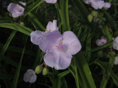 Tradescantia Charlotte.jpg