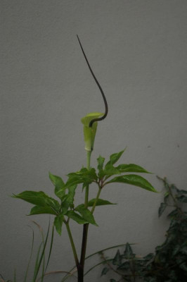 K800_109.JPG