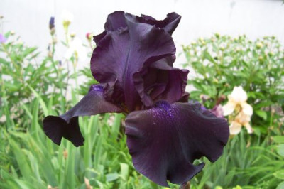 000_1031_unbekannte_violettschwarze_Iris.jpg