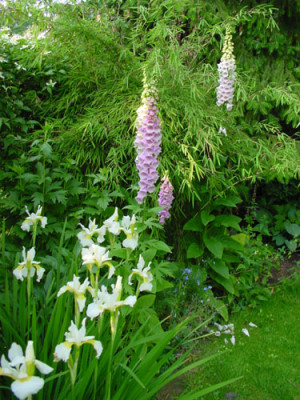 digitalis_juni_04.jpg